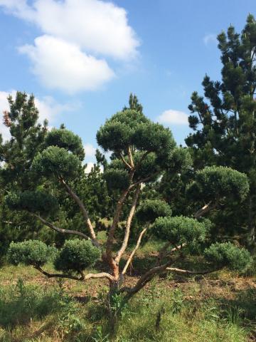 Pinus sylvestris 'Watereri' | bonsai (B Qual.)